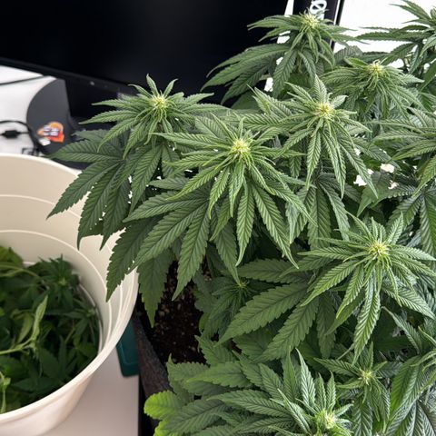 Princess Two growlog timeline photo