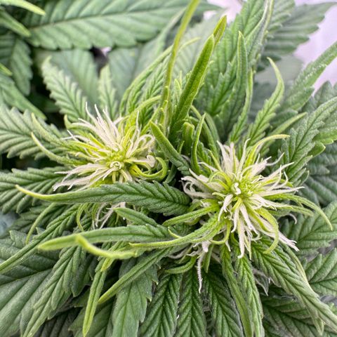 Princess Two growlog timeline photo