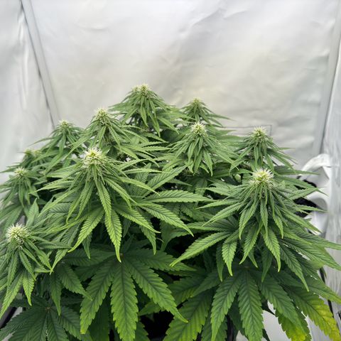 Princess Two growlog timeline photo