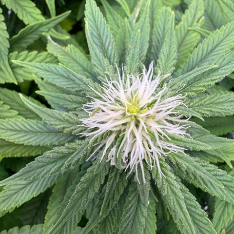 Princess Two growlog timeline photo