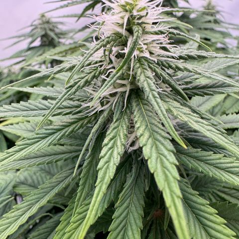 Princess Two growlog timeline photo