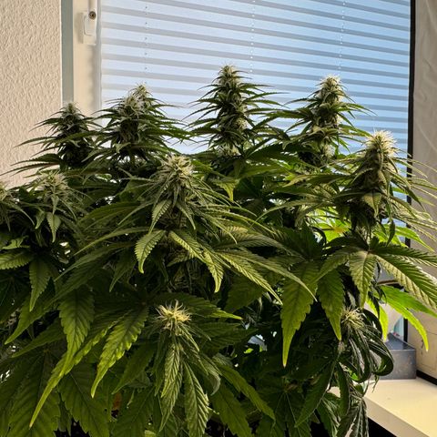 Princess Two growlog timeline photo