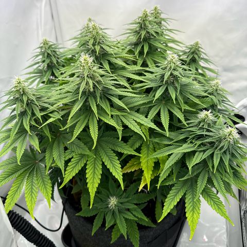 Princess Two growlog timeline photo