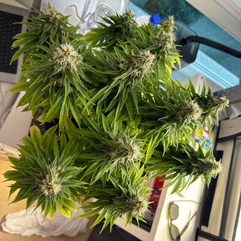 Princess Two growlog timeline photo