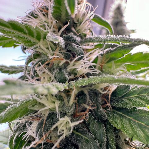Princess Two growlog timeline photo