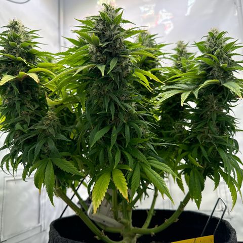 Princess Two growlog timeline photo