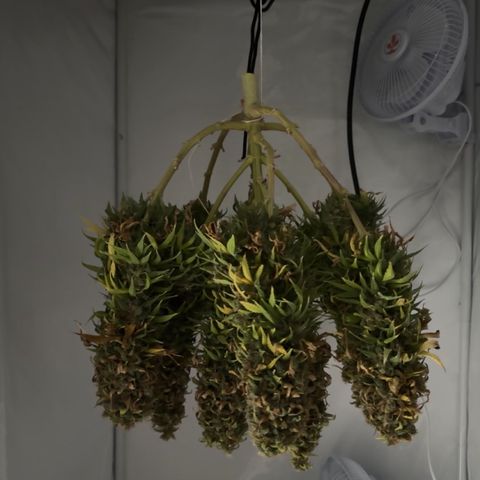 Princess Two growlog timeline photo