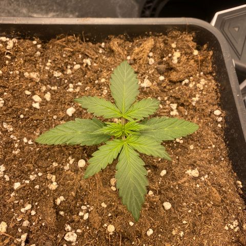 Easy Bud (RQS) my first tree ever growlog timeline photo