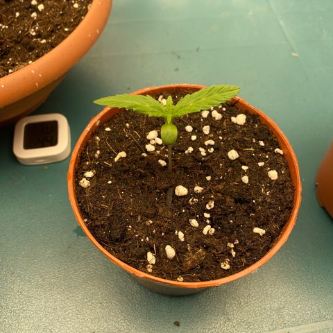 Easy Bud (RQS) my first tree ever growlog timeline photo