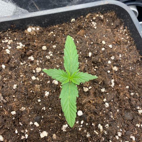 Easy Bud (RQS) my first tree ever growlog timeline photo