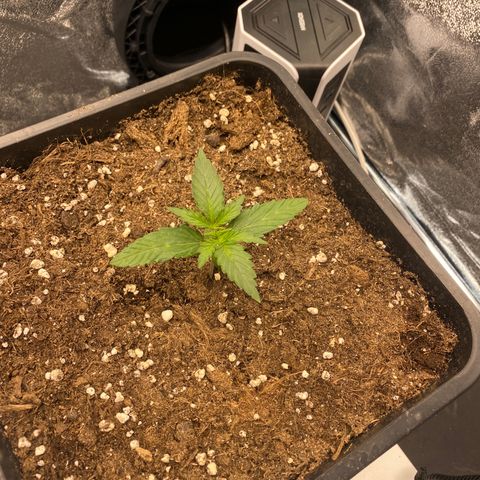 Easy Bud (RQS) my first tree ever growlog timeline photo