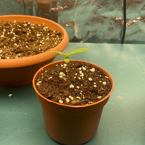 Easy Bud (RQS) my first tree ever growlog timeline photo