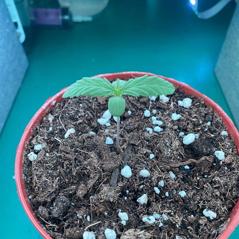Easy Bud (RQS) my first tree ever growlog timeline photo