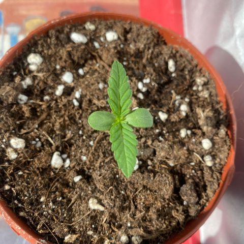 Easy Bud (RQS) my first tree ever growlog timeline photo
