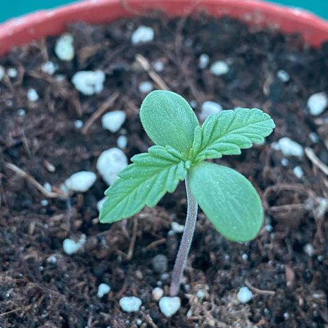 Easy Bud (RQS) my first tree ever growlog timeline photo