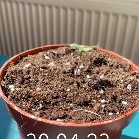 Easy Bud (RQS) my first tree ever growlog timeline photo