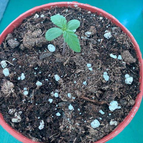 Easy Bud (RQS) my first tree ever growlog timeline photo