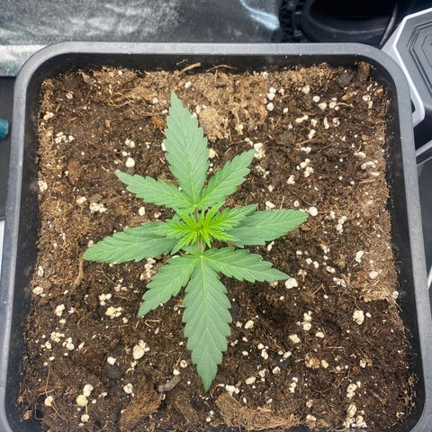 Easy Bud (RQS) my first tree ever growlog timeline photo