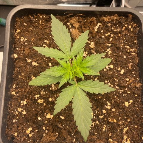 Easy Bud (RQS) my first tree ever growlog timeline photo