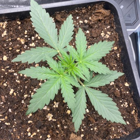 Easy Bud (RQS) my first tree ever growlog timeline photo