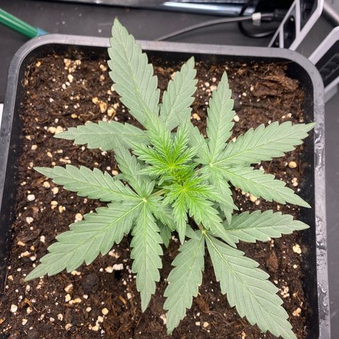 Easy Bud (RQS) my first tree ever growlog timeline photo