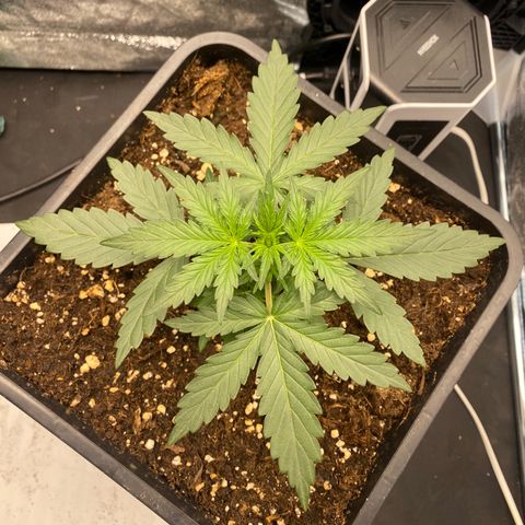 Easy Bud (RQS) my first tree ever growlog timeline photo