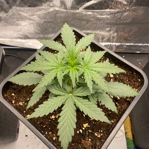 Easy Bud (RQS) my first tree ever growlog timeline photo