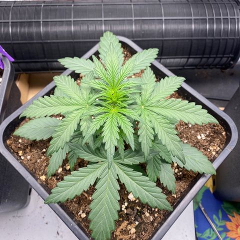 Easy Bud (RQS) my first tree ever growlog timeline photo