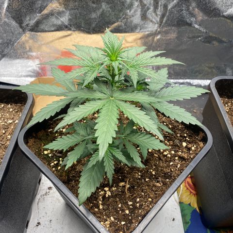 Easy Bud (RQS) my first tree ever growlog timeline photo