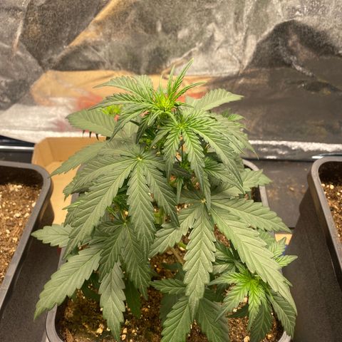 Easy Bud (RQS) my first tree ever growlog timeline photo