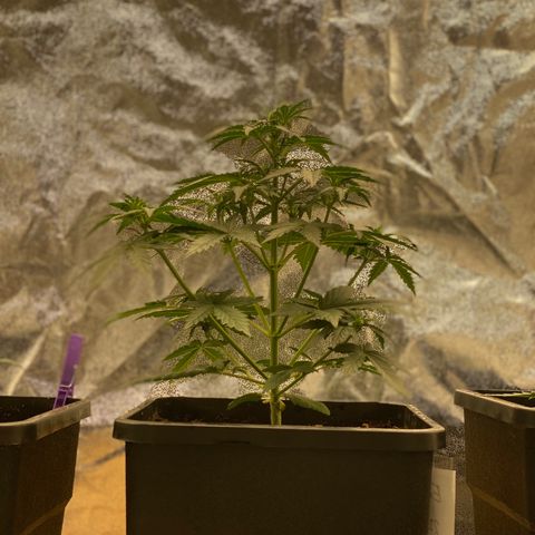 Easy Bud (RQS) my first tree ever growlog timeline photo