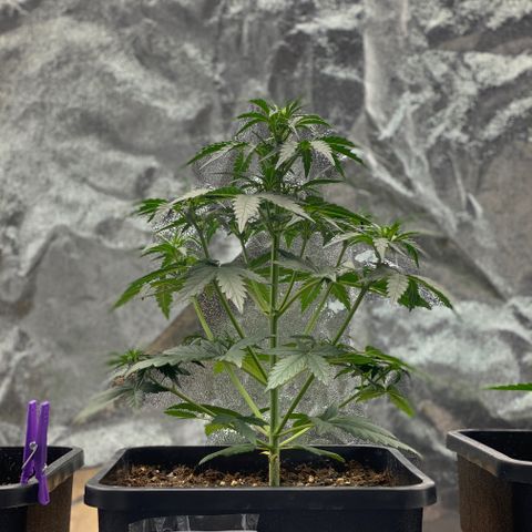Easy Bud (RQS) my first tree ever growlog timeline photo