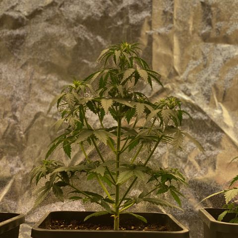 Easy Bud (RQS) my first tree ever growlog timeline photo