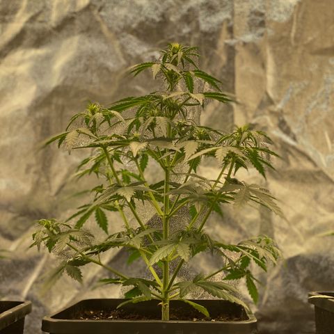 Easy Bud (RQS) my first tree ever growlog timeline photo