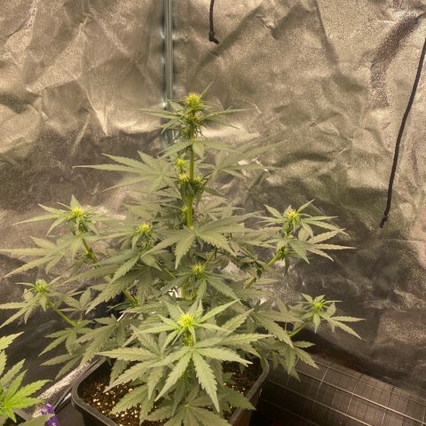 Easy Bud (RQS) my first tree ever growlog timeline photo