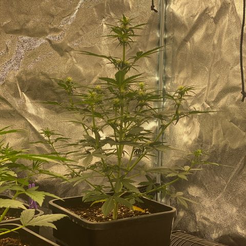 Easy Bud (RQS) my first tree ever growlog timeline photo