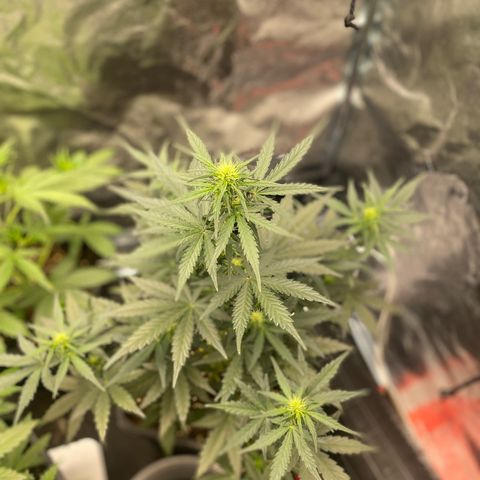 Easy Bud (RQS) my first tree ever growlog timeline photo