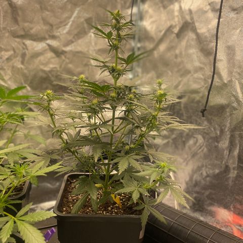 Easy Bud (RQS) my first tree ever growlog timeline photo