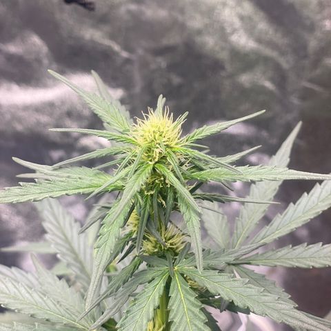 Easy Bud (RQS) my first tree ever growlog timeline photo