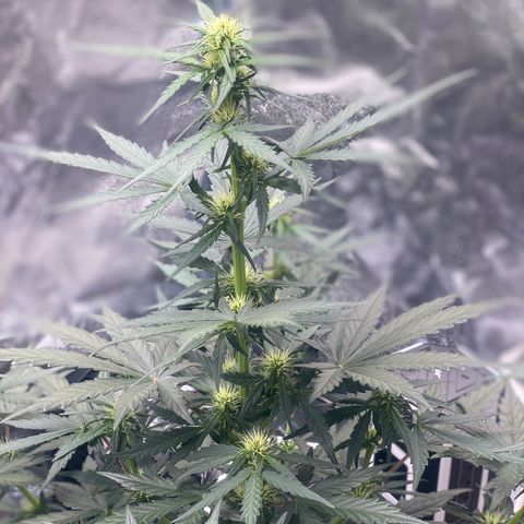 Easy Bud (RQS) my first tree ever growlog timeline photo