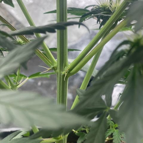 Easy Bud (RQS) my first tree ever growlog timeline photo