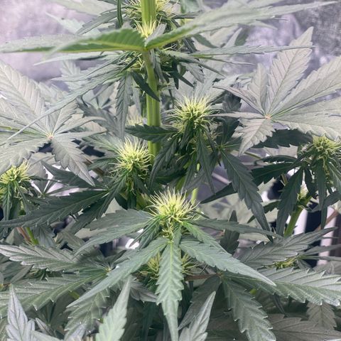 Easy Bud (RQS) my first tree ever growlog timeline photo