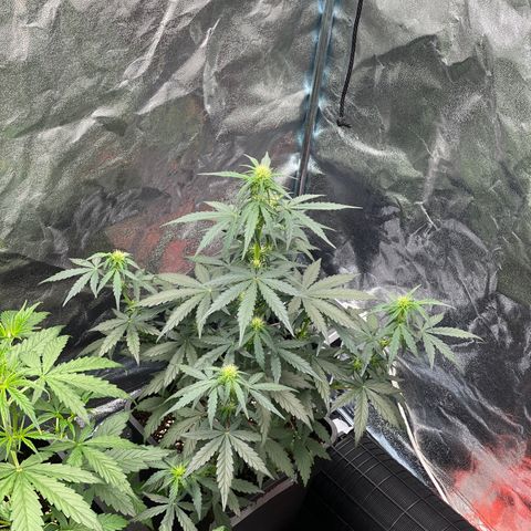 Easy Bud (RQS) my first tree ever growlog timeline photo