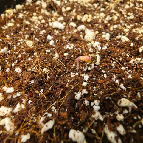 Oprah growlog timeline photo