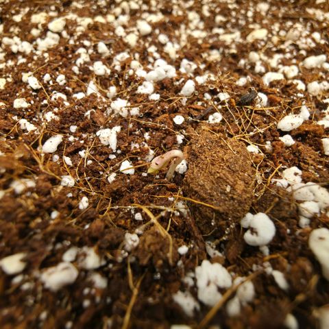 Oprah growlog timeline photo