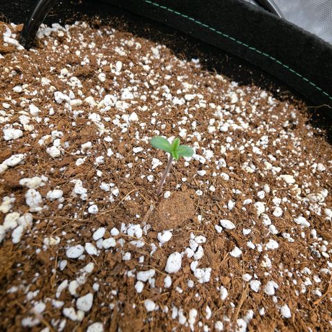 Hermie growlog timeline photo
