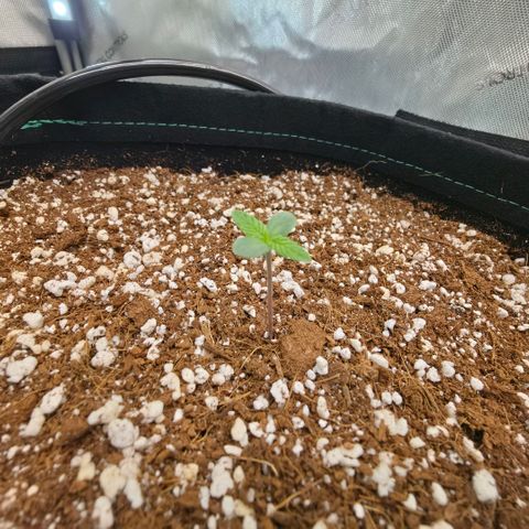 Hermie growlog timeline photo