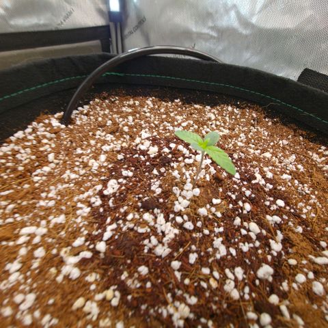 Hermie growlog timeline photo