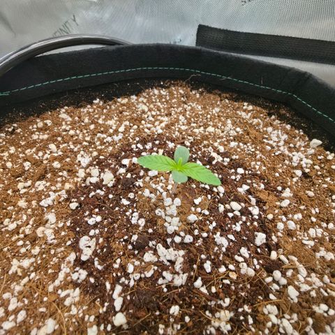 Hermie growlog timeline photo