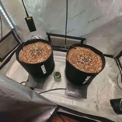 Hermie growlog timeline photo